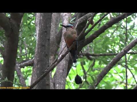 GUARDABARRANCO DE NICARAGUA