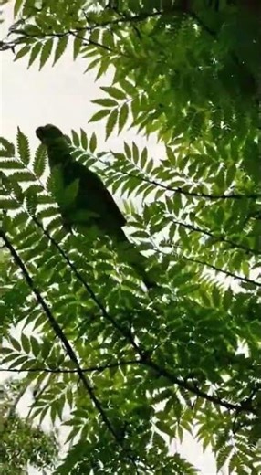 Feathered Determination: Parrot vs. Cat!