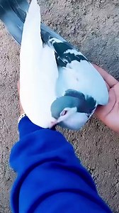 Pigeon Color Variations Captured in Stunning Photos