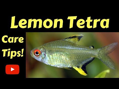 Lemon Tetra Care Tips