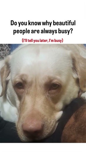 Barkat Labrador 🐶 | Funny Dog Videos, Puppy Life, Training Tips & Pet Love