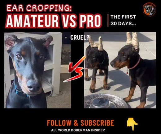 1.1K views · 3 comments | “You only get ONE shot at ear posting. Mess...