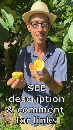 How to EAT Pawpaw fruit (Paw Paw, Asimina triloba) with Michael Judd #pawpaw #garden #gardening