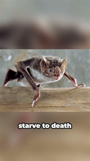 Why Vampire Bats Share Blood With Their Friends (Nature’s Dark Secret)