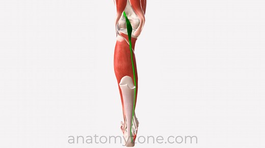 Plantaris - Origin, Insertion, Action, 3D Model | AnatomyZone