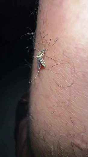 The Final Minute of a Mosquito | mosquito