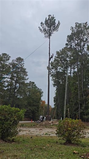 Popping tops | The Tree Meister Llc