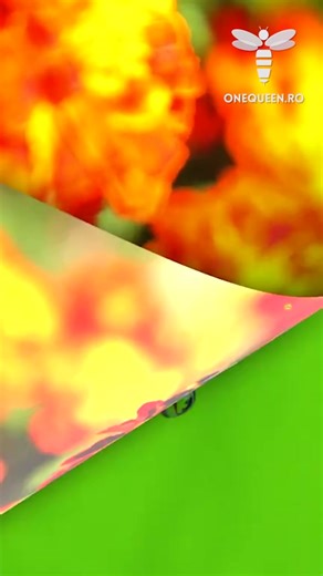 How to Safely Extract Bee Venom with Electric Impulse