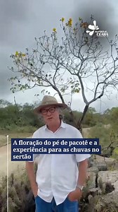 4.4K views · 283 reactions | O pacotê floriu! Na sabedoria popular, essa planta, também conhecida comk algodão-bravo, algodão-do-campo ou botão-de-ouro, se florir mais cedo, pode indicar duas possibilidades: chuvas antes do tempo esperado para o sertão ou um inverno com muitas chuvas. Quem trouxe o assunto foi o secretário de Agricultura de Quixeramobim, Zé Maria Pimenta. #reporterceara #chuva #experienciapopular #sertao #ceara | Repórter Ceará | Facebook