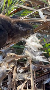 The best hunting with Japanese sparrowhawk | AmericanEagle