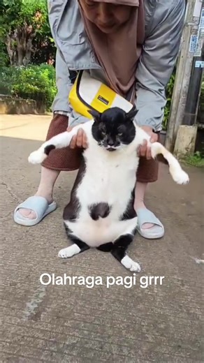 Kucing Gendut: Video Lucu yang Menghibur