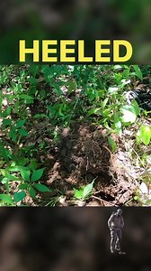 21K views · 571 reactions | Relic hunting an old plantation. #history #metaldetecting #DidYouKnow | History Seekers | Facebook