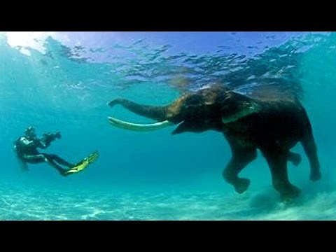 13 Most Unexpected Animal Swimmers