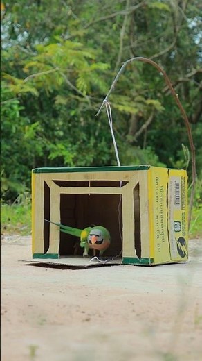 Simple But Effective Bird Trap #youtubeshorts