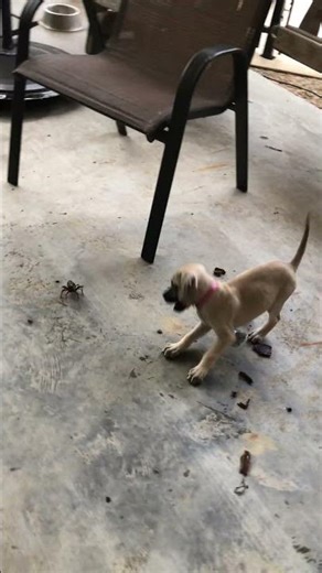 She pounces a crawfish #fun #puppy #dogs #cute