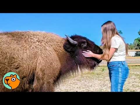 Bison Races To His Human Mom Whenever He Sees Her | Cuddle Buddies