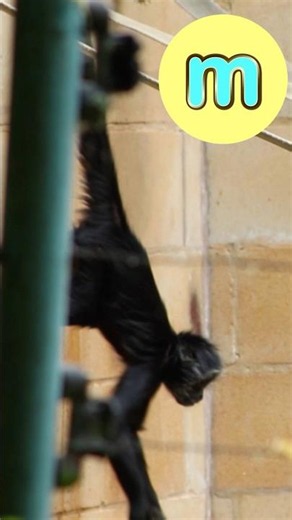 A - Z of Sounds 🐒 #abcd #kidssongs #kidsvideo #song #children #kids #toddlers #explore #fun #learn