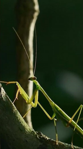 Praying Mantis Mating Is DEADLY