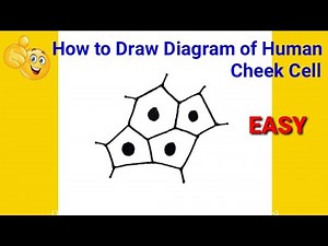 how to draw human cheek cell diagram | how to draw cheek cell easily | how to draw human cheek cell