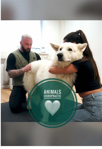 Koerperliche Beschwerden bei Hunden: Chiropraktik hilft!