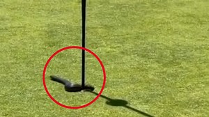 Sydney golfers encounter deadly snake on the green