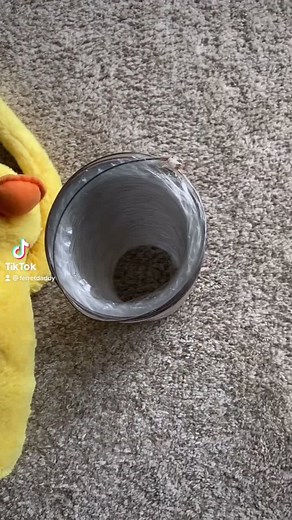 Ferret Daddy on TikTok