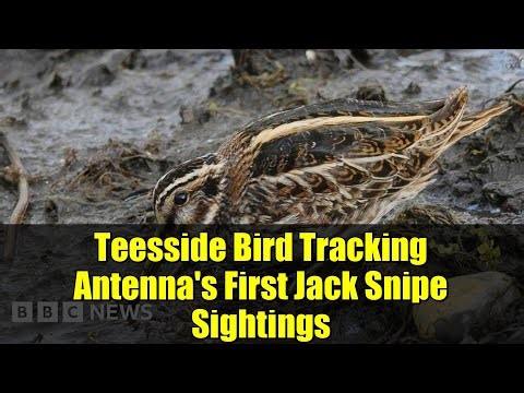 Teesside Bird Tracking Antenna's First Jack Snipe Sightings
