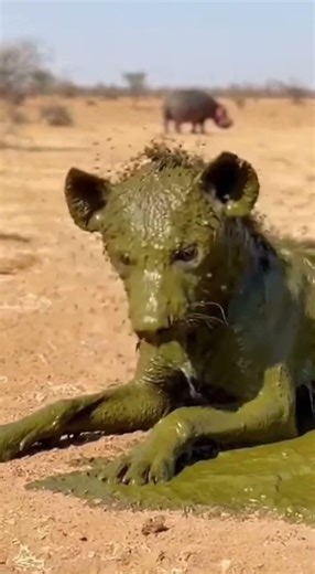 Hyena Bites Hippo Tail - Gets BLASTED With Poop! 🦛 즉시카르마 🦛 報い #viral #hippo