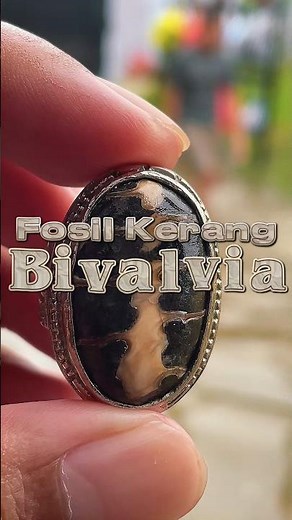 Bivalve Shell Fossils: Traces of Life from Ancient Times #agate #agatestone #fossil #shell #fossi...