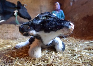 Calf With Two Heads, Four Eyes And Two Mouths Not A Divine Miracle, Veterinarians Say