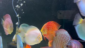 73 reactions | Spending some time watching our Premium discus tonight. Mesmerizing, relaxing and beautiful 殺 Goldenstatediscus.com Or text/call Lynda @ 916-257-5334 #Goldenstatediscus #discusfishofinstagram #discusaquarium #discusfish #discusfishtank #discusforsale #fishkeepinghobby #discusaddict #aquariumsofinstagram #discusworld #discusfishes #discushobby #discusmania #discushobbyist #discusofinstagram #discusgram | Golden State Discus | Facebook
