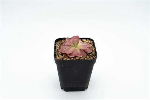 Pinguicula 'johanna' | Pink Mexican Butterwort | Rare Live Carnivorous Plant - Etsy