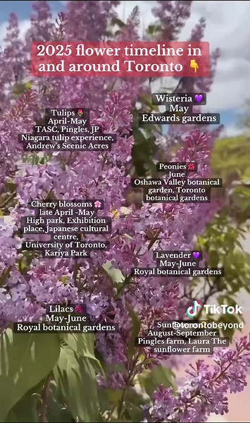 2025 Flower Timeline in Toronto: Blooming Seasons