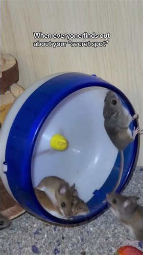 The wheel is only fun with 3 or less mice… I don’t make the rules 😂 #nature #petfriendly #freebies
