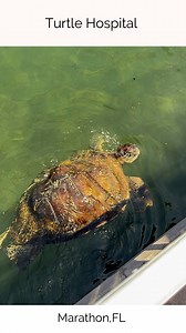 Saving turtles, one flipper at a time! 🐢💙 Visiting the Turtle Hospital in Marathon, FL was an unforgettable experience—seeing these amazing sea turtles up close, learning about their rescue stories, and witnessing the incredible care they receive was truly inspiring. Every turtle here has a second chance thanks to the dedicated team working to protect them and our oceans! 🌊✨ @marathonturtlehospital If you’re ever in the Florida Keys, this place is a must-visit! 🏝️ #TurtleHospital #SaveTheTur