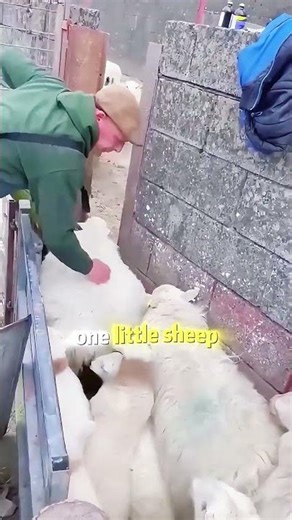 Livestock sorting system