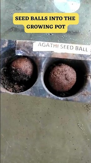 EASY AND FAST GROWING SEED BALL METHOD FOR SESBANIA GRANDIFLORA AGATI SESBAN SWAMP PEA HUMMINGBI