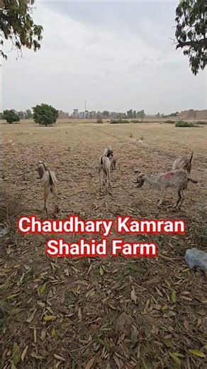#chaudharykamranshahidfarm @aseelmurgafarms #shorts #viralvideo @ajmaltvhasilpur377