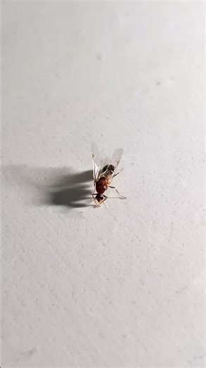Lonely big winged ant rubbing its face #ants #insects #animals #shorts
