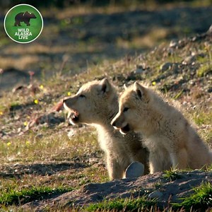 38K views · 291 reactions | Wolves are incredible team hunters, patrolling Alaska in packs up to 30 strong. They also have super cute pups... #AlaskaLive | BBC Wild Alaska Live | Facebook