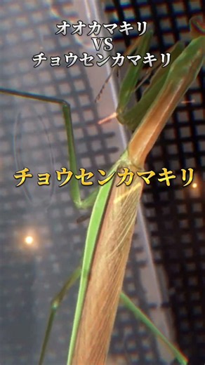 【強さ比べ】オオカマキリVSチョウセンカマキリ(個人的)