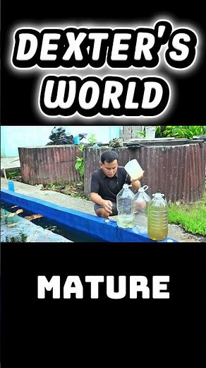 How to know if your male betta is ready for breeding #dextersworld