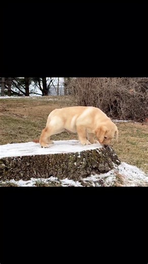 He's got ornery written all over him | Big Creek Labradors