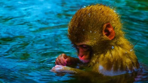 Snow Monkey Relaxing in Hot Spring – Japan Wildlife 4K