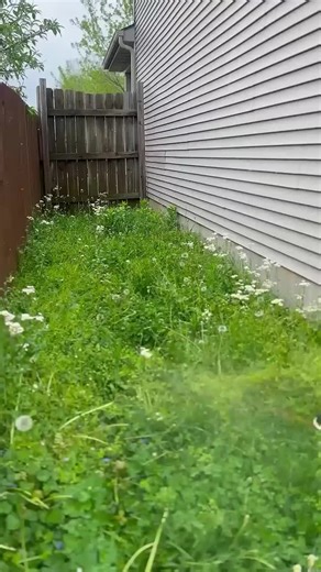 Top! Fun! Facts! About Grass! #grass #nostalgia #childhood #green