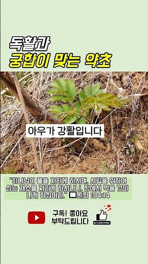 독활과 궁합이 맞는 약초