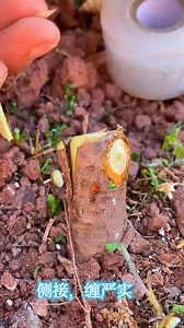 73K views · 176 reactions | Easy Grafting Tips for Fruit Trees | Unique Methods Every Gardener Should Know | Cool Advantage | Facebook