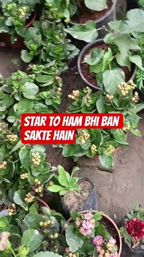 starto Ham bhi ban sakte hain #ytstudioes #ytshorts #youtube #comedy #trending #garden