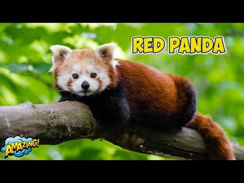 The Secret Life of Red Pandas