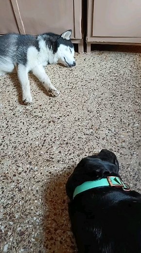 #dogs #husky #lab #dogboarding | Heaven for pets - Pet Boarding Mumbai